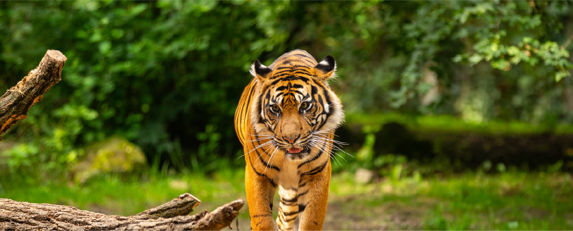 Karma Sitabani, Corbett National Park Banner